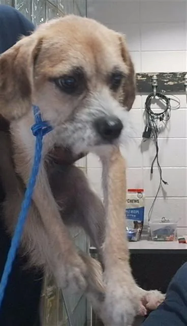 A young medium-sized male Cairn Terrier dog named Kawasaki Ninja for adoption in Huntsville, AL