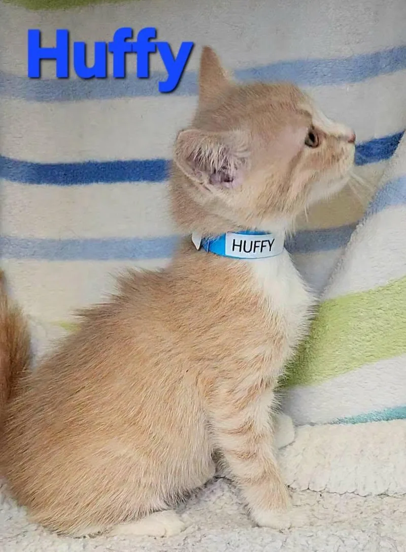 A baby medium-sized male Buff & White Domestic Short Hair cat named Huffy for adoption in Macon, GA