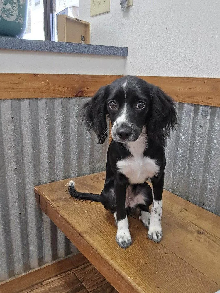 A young small-sized female Cocker Spaniel dog named Penny for adoption in New York, NY