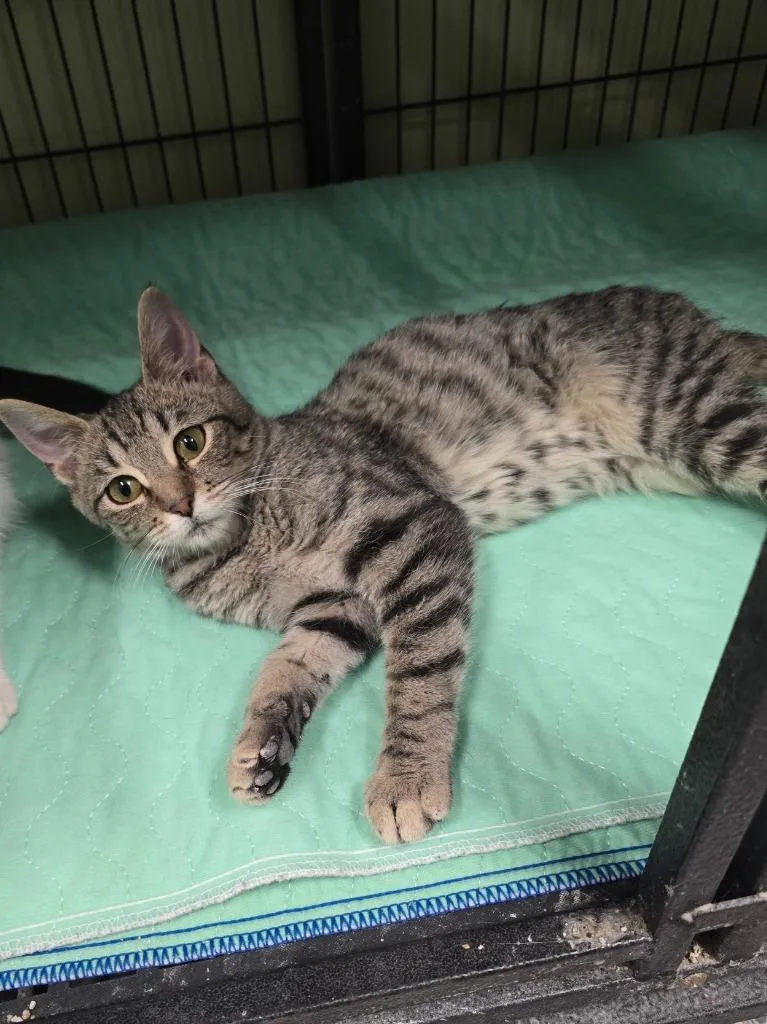 A baby medium-sized female Domestic Short Hair cat named Bunsen for adoption in Auburn, IN