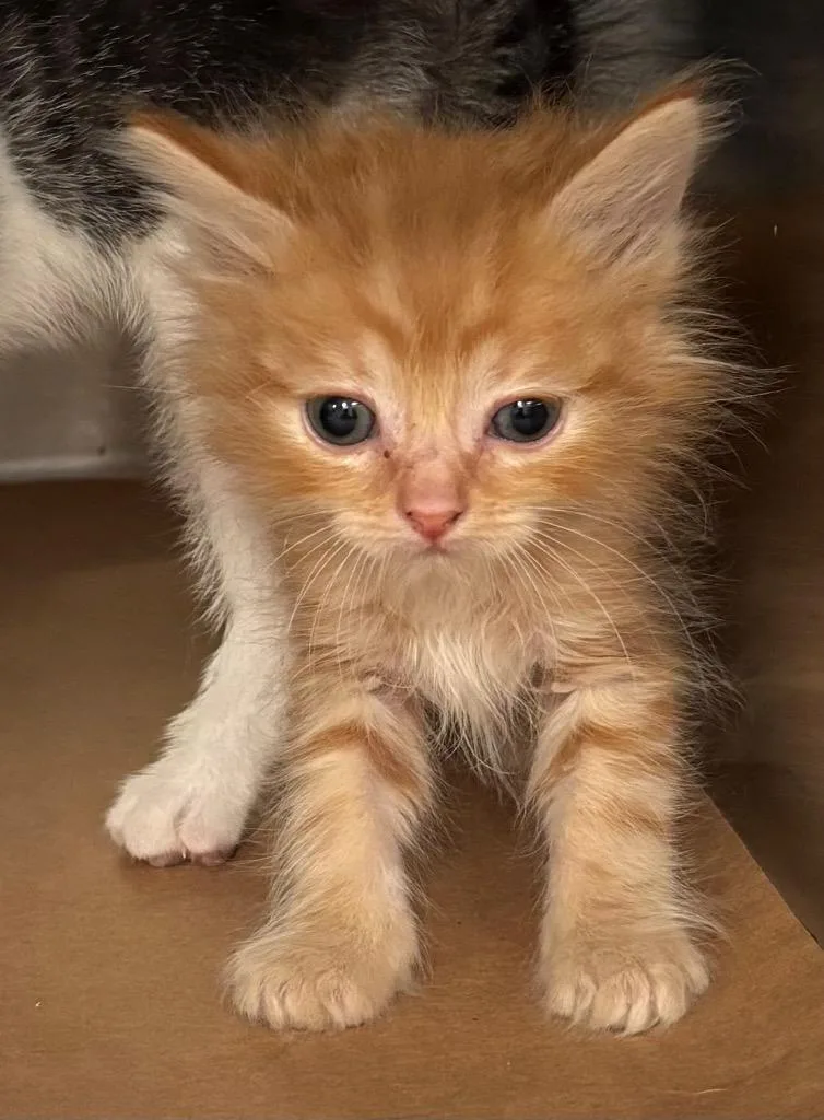 A baby small-sized male Domestic Short Hair cat named Reba for adoption in Cartersville , GA
