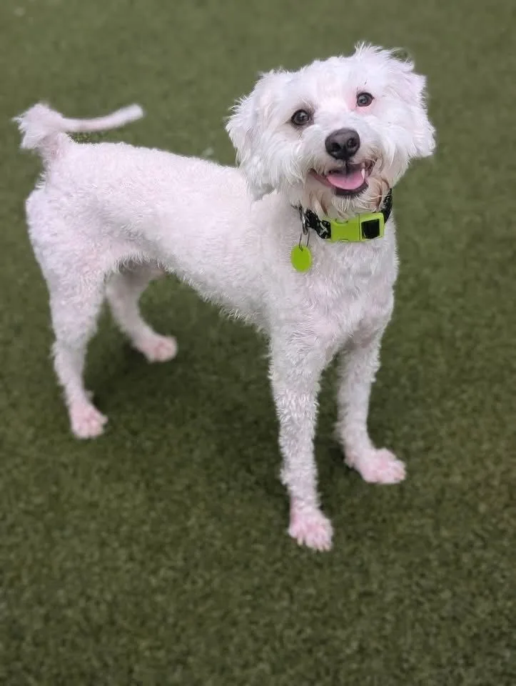 A young small-sized male White / Cream Poodle dog named Tito for adoption in Middletown, CT