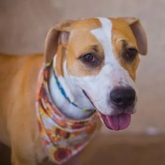 A senior medium-sized female Yellow / Tan / Blond / Fawn Hound dog named Honey for adoption in Melrose, FL