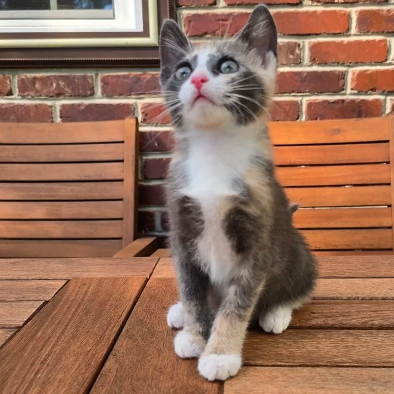 A baby medium-sized female Domestic Short Hair cat named Mercedes for adoption in Wrightstown, NJ