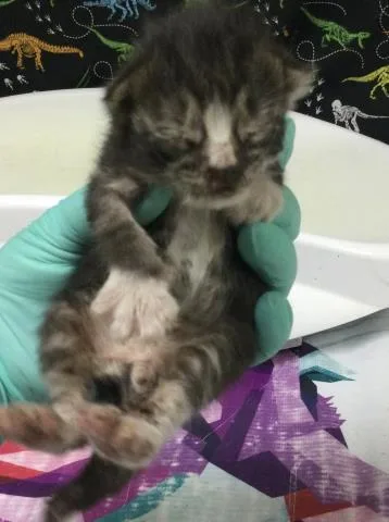 A baby small-sized male Domestic Short Hair cat named Robin for adoption in Riverside, CA
