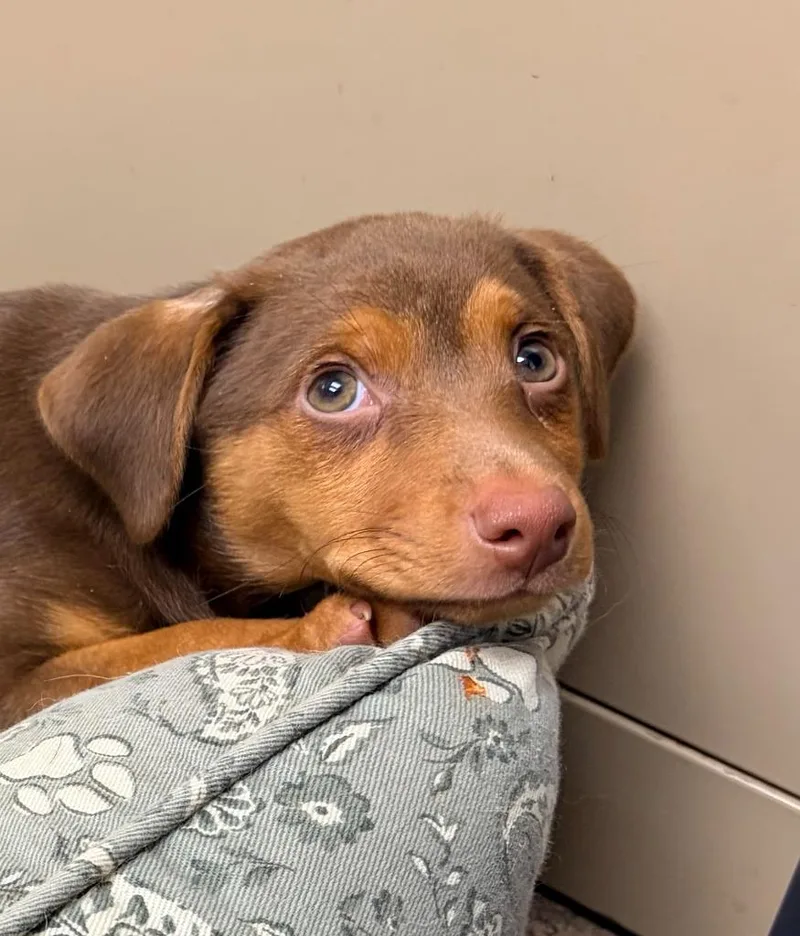 A baby medium-sized female Mixed Breed dog named Nugget for adoption in Batesville, AR