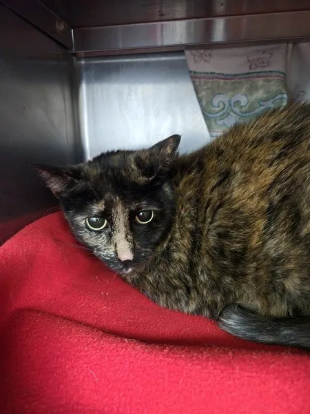 An adult medium-sized female Domestic Medium Hair cat named Colander for adoption in Kingston, NY
