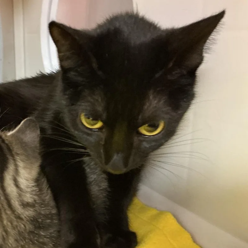 A young medium-sized female Black Domestic Short Hair cat named Licorice for adoption in St Joseph, MO