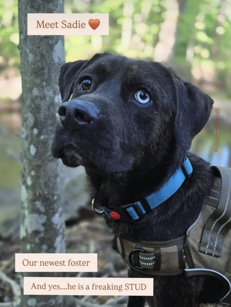 A young medium-sized male Mixed Breed dog named Saddie for adoption in atlanta, GA