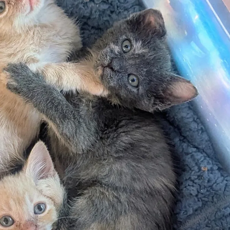 A baby small-sized female Tortoiseshell Domestic Short Hair cat named Karlach for adoption in Tempe, AZ