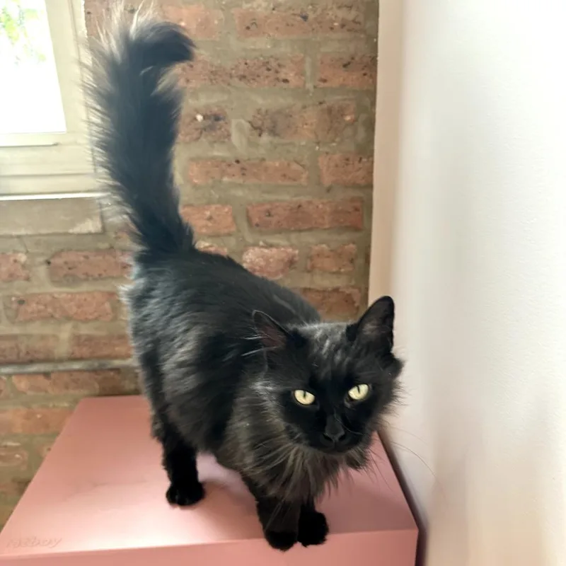 An adult medium-sized female Black Domestic Long Hair cat named Jessie for adoption in Forest Park, IL