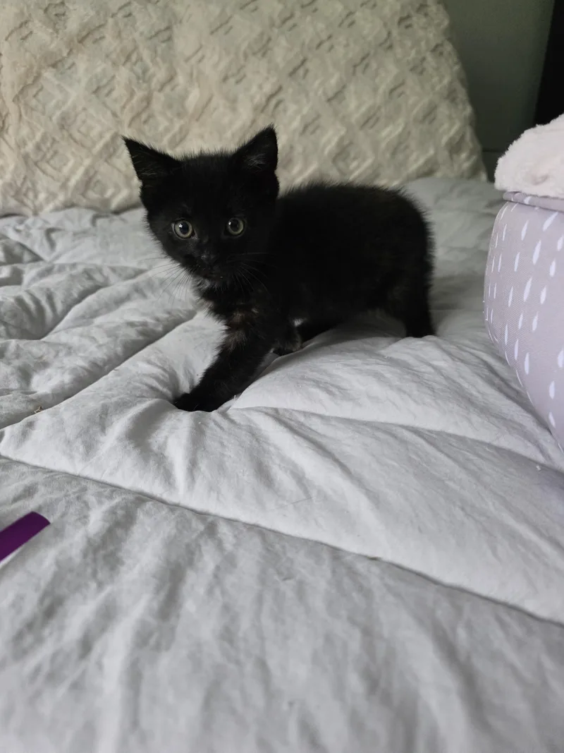 A baby small-sized female Domestic Short Hair cat named Dorothy for adoption in Bethel Park, PA
