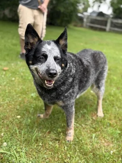 A senior medium-sized female Australian Cattle Dog / Blue Heeler dog named Gracie for adoption in Worcester, MA