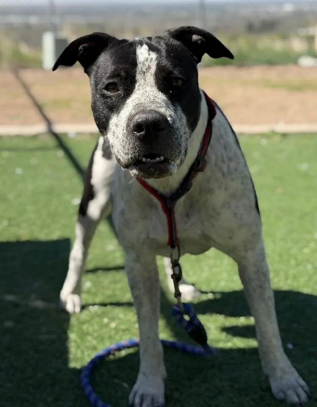 Sloucher thumbnail 4