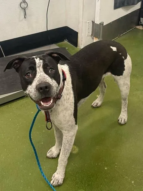 Sloucher thumbnail 5