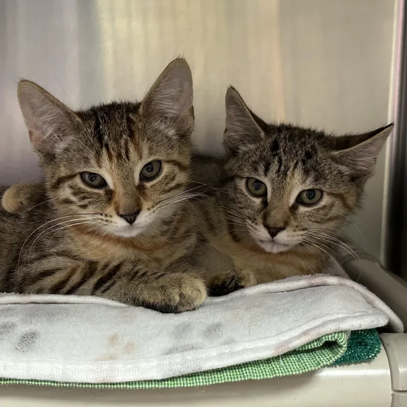 A baby medium-sized female Domestic Short Hair cat named Esme Egbert And Estelle for adoption in Clifton, NJ
