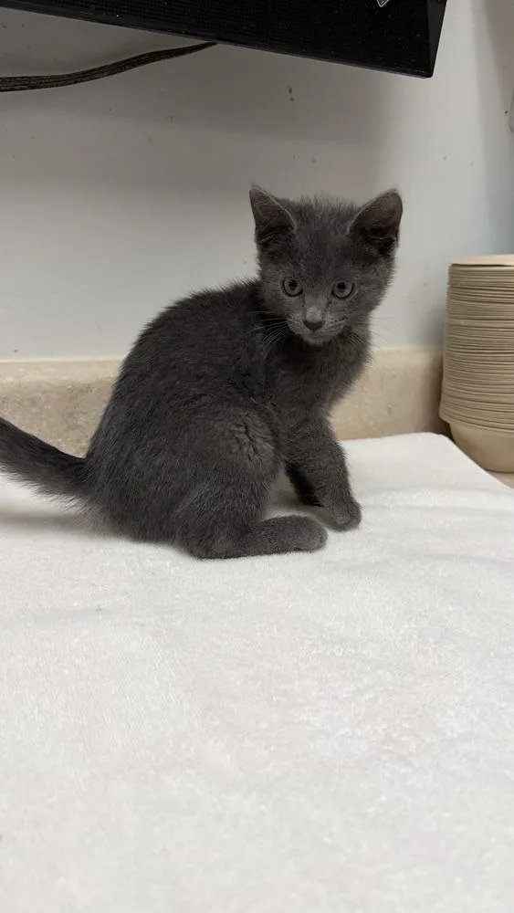 A baby small-sized female Gray / Blue / Silver Domestic Short Hair cat named Deena for adoption in Ontario, CA