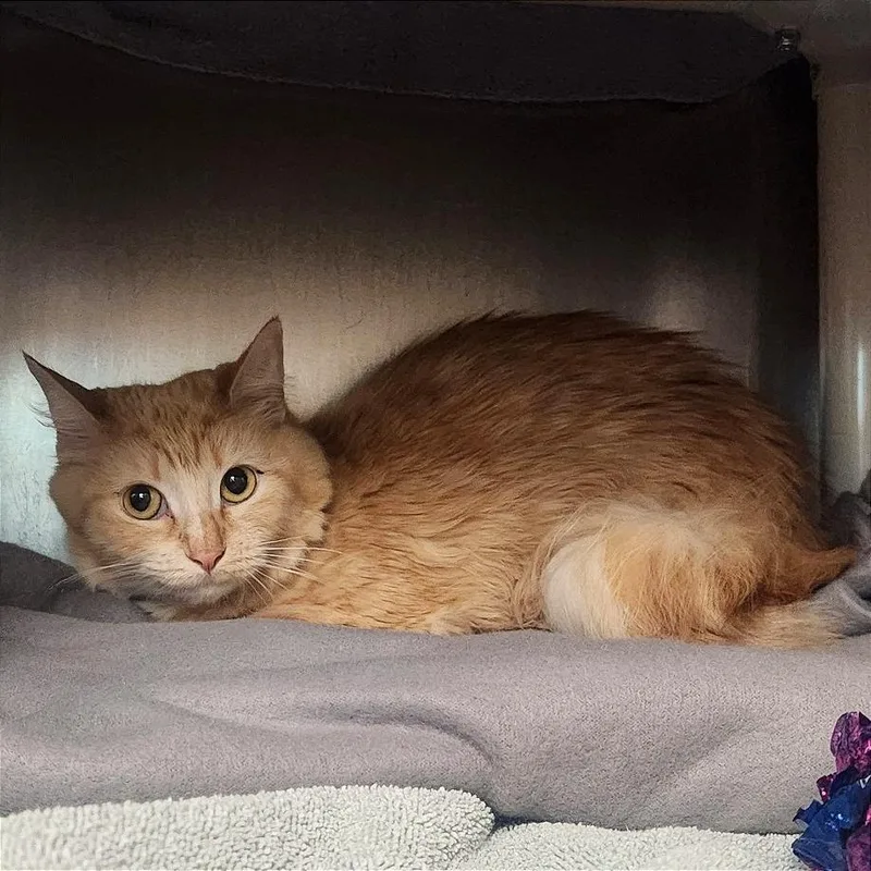 An adult small-sized female Orange / Red Domestic Medium Hair cat named Ella for adoption in Springfield, MA