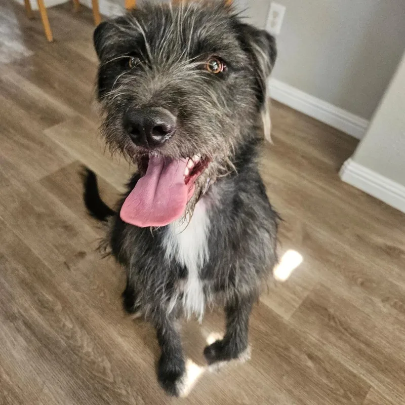 A young large-sized female Gray / Blue / Silver Old English Sheepdog dog named Opal for adoption in Las Vegas, NV