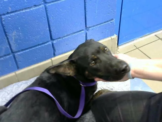 A young medium-sized male German Shepherd Dog dog named Chelwood for adoption in Albuquerque, NM
