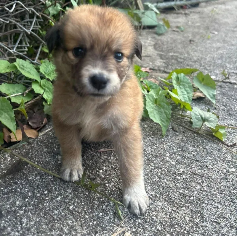 A baby medium-sized female Akita dog named Charmaine for adoption in Warren, NJ