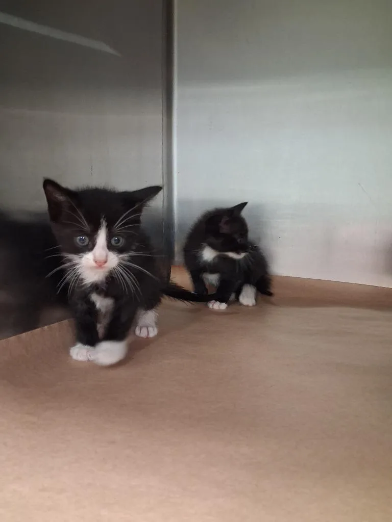 A baby small-sized male Domestic Short Hair cat named Coke for adoption in Cartersville , GA
