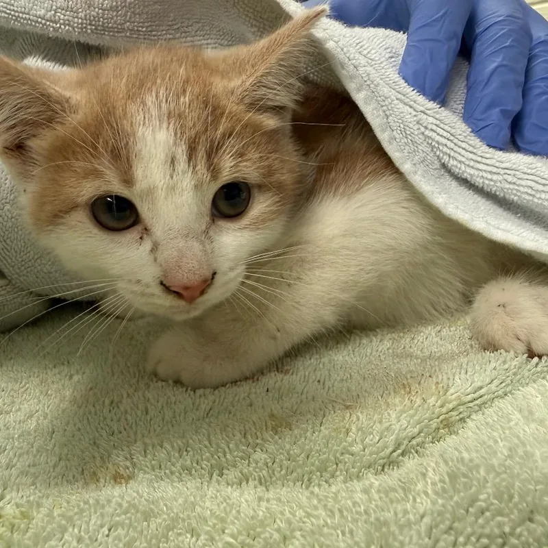 A baby small-sized female White Domestic Short Hair cat named Miss Mary Mack for adoption in Charlottesville, VA