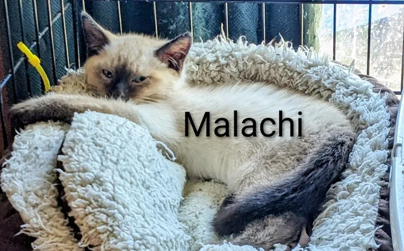 A young medium-sized male Chocolate Point Siamese cat named Malachi for adoption in Binghamton, NY