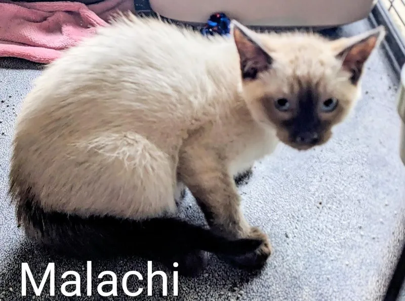 Malachi thumbnail 2