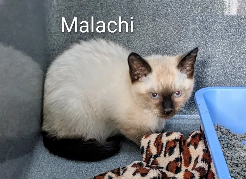 Malachi thumbnail 3