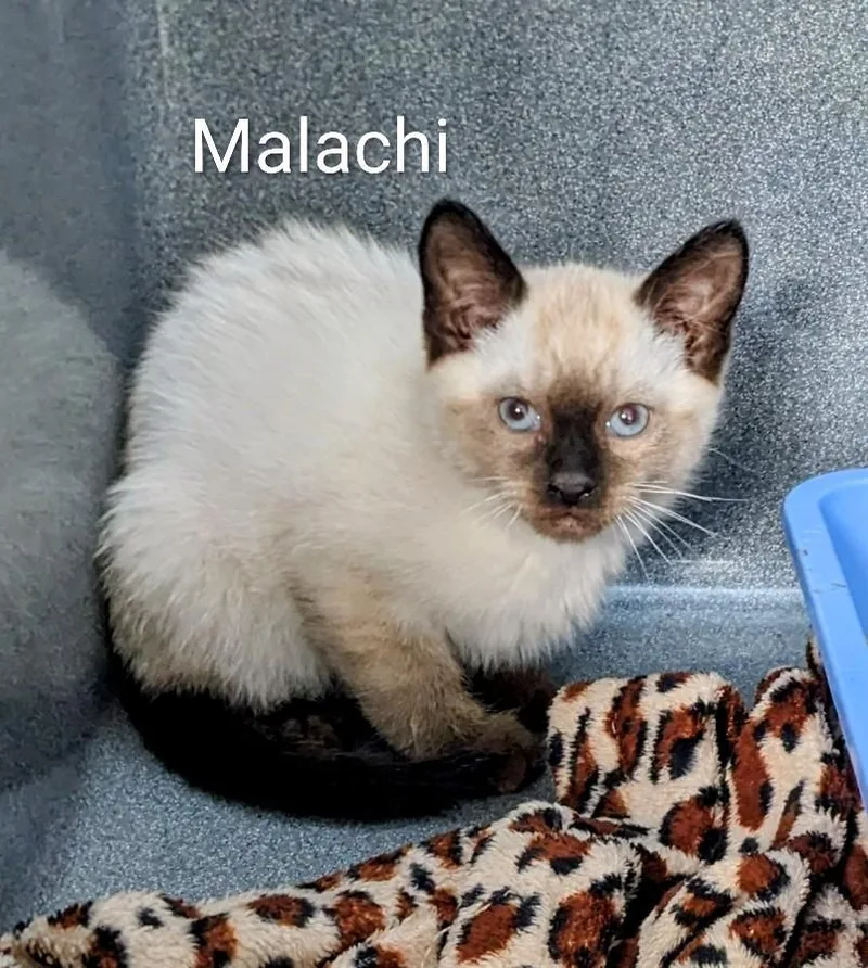 Malachi thumbnail 4
