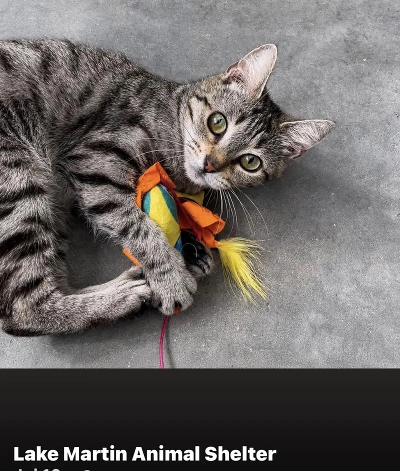 An adult medium-sized female Tabby (Gray / Blue / Silver) Domestic Short Hair cat named Willow for adoption in Alexander City, AL
