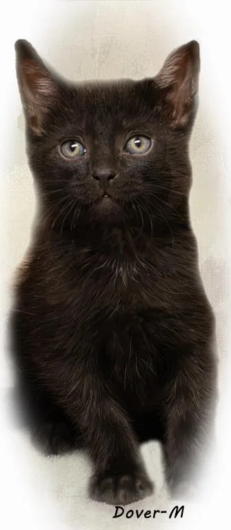 A baby medium-sized male Black Domestic Short Hair cat named Dover for adoption in Tomah, WI