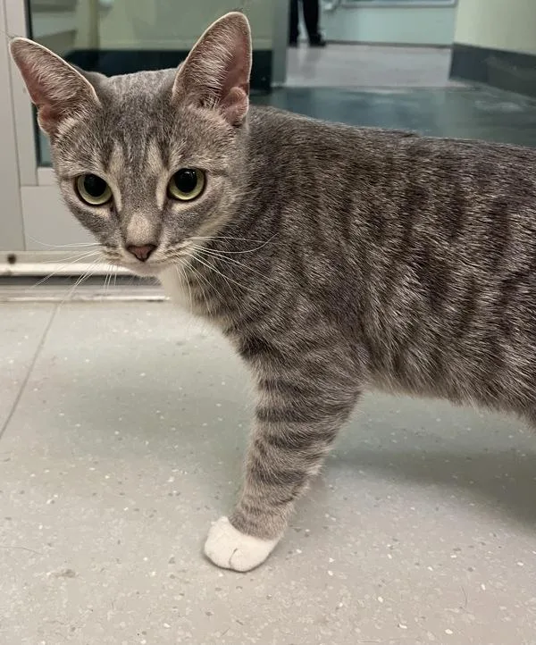 An adult medium-sized female Domestic Short Hair cat named Luna for adoption in Stratham, NH