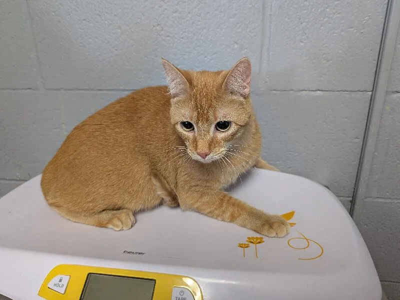 An adult small-sized female Tabby (Orange / Red) Domestic Short Hair cat named Blaze for adoption in Cincinnati, OH