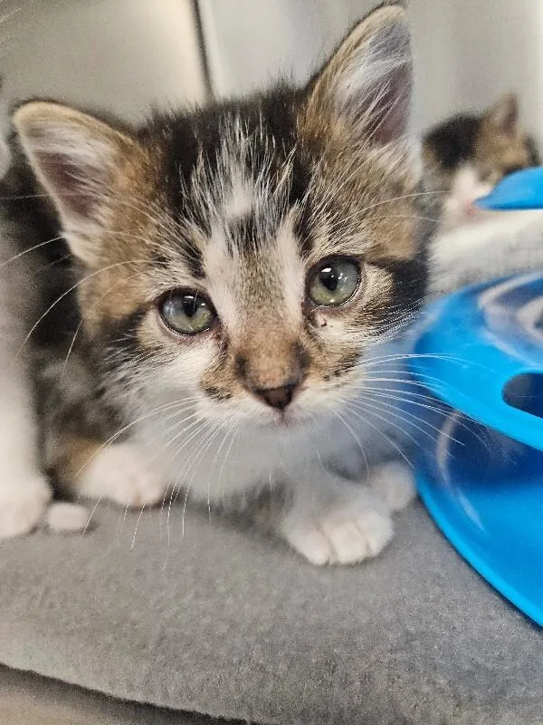 A young small-sized male Domestic Short Hair cat named Terry for adoption in Yankton, SD