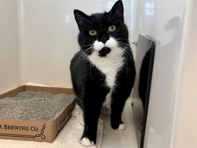 A senior medium-sized female Domestic Short Hair cat named Janis Joplin for adoption in Fort Wayne, IN