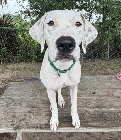 A young medium-sized female White / Cream Pit Bull Terrier dog named Little Miss Muffet for adoption in Inverness, FL