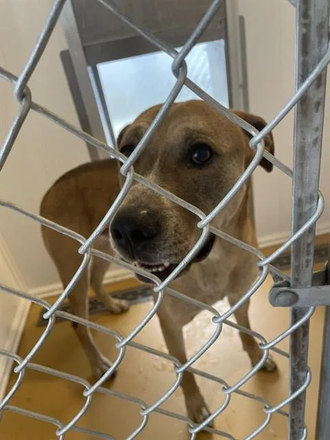 A young large-sized male Pit Bull Terrier dog named Chubs for adoption in Casper, WY