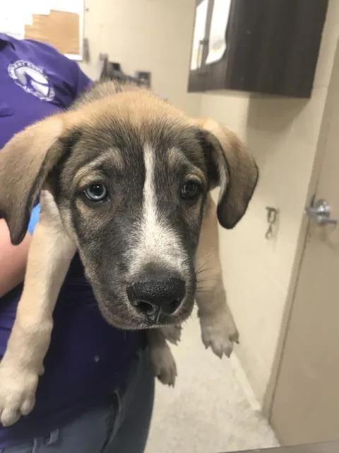 A baby small-sized male German Shepherd Dog dog named Jerry for adoption in Conroe, TX