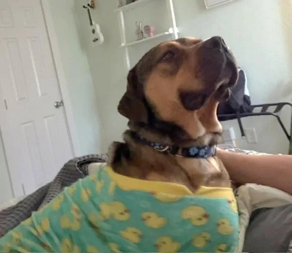 An adult large-sized male Mixed Breed dog named Parker for adoption in Austin, TX