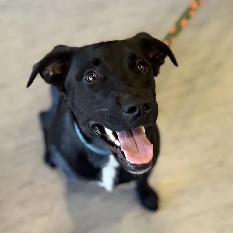 A young large-sized female Black Black Labrador Retriever dog named Marlene for adoption in Palm Springs, CA