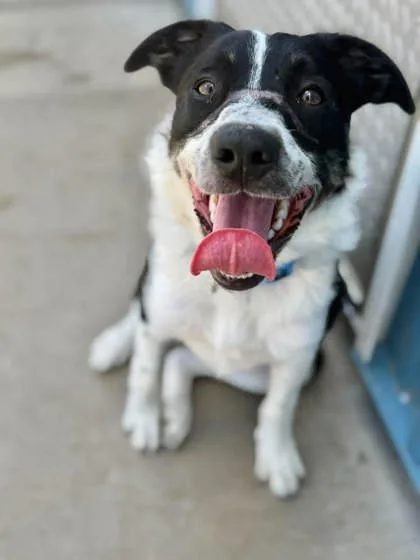 A baby medium-sized male Border Collie dog named Scent for adoption in Aberdeen, SD