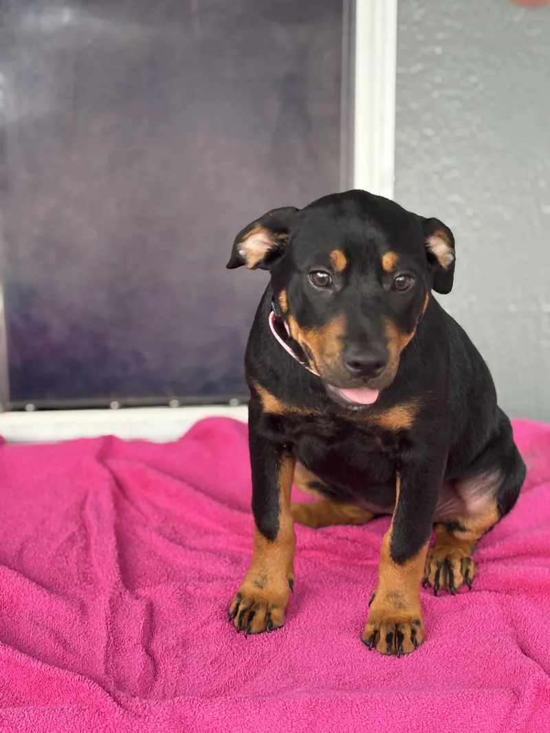 A baby medium-sized female Black and Tan Coonhound dog named Luna for adoption in Hortense, GA