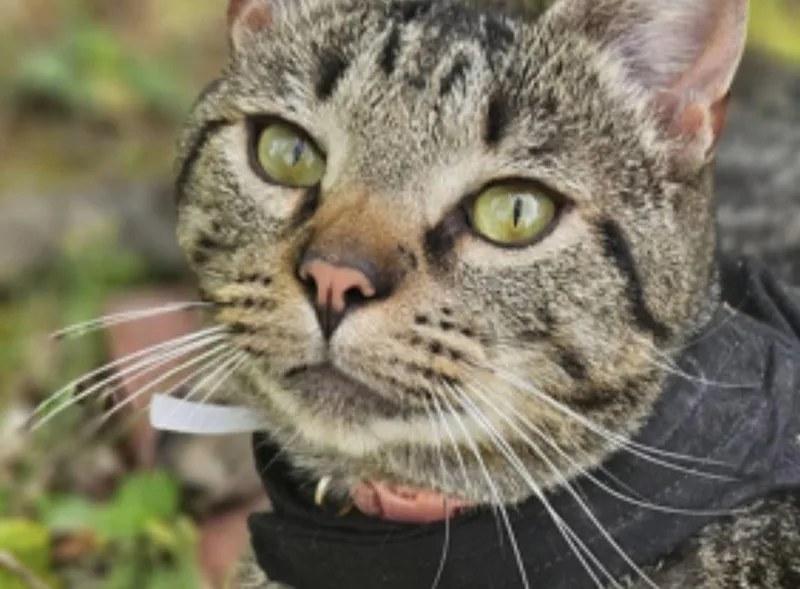 A young medium-sized male Tabby (Brown / Chocolate) Domestic Short Hair cat named Gizmo for adoption in Greensboro, NC