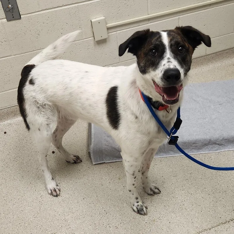A young large-sized male White / Cream Australian Cattle Dog / Blue Heeler dog named Nate for adoption in Murray, UT