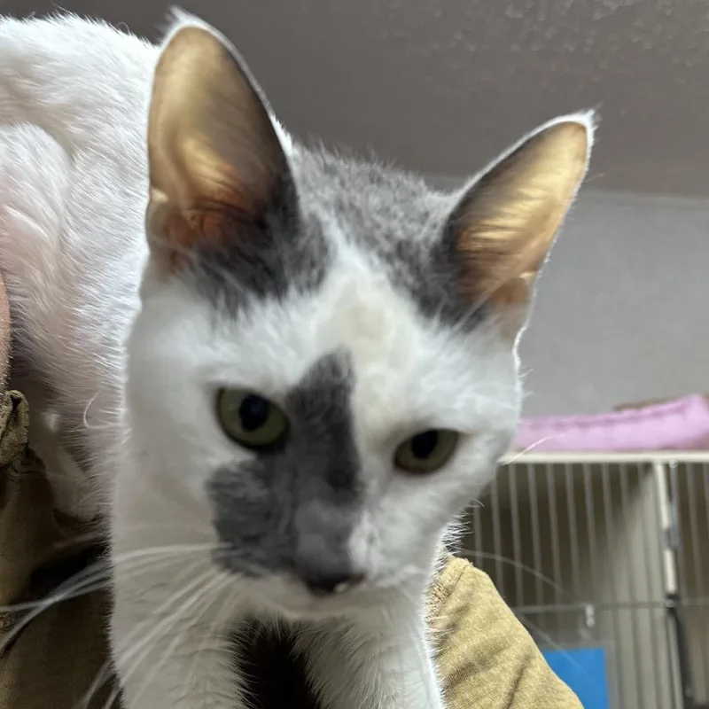 Frostbite thumbnail 2