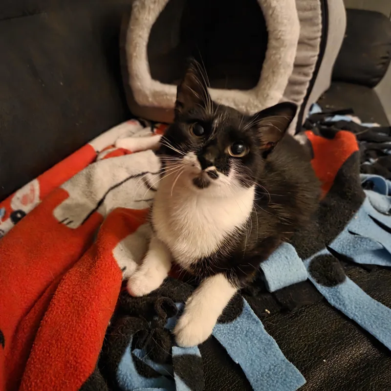 Ricearoni thumbnail 4