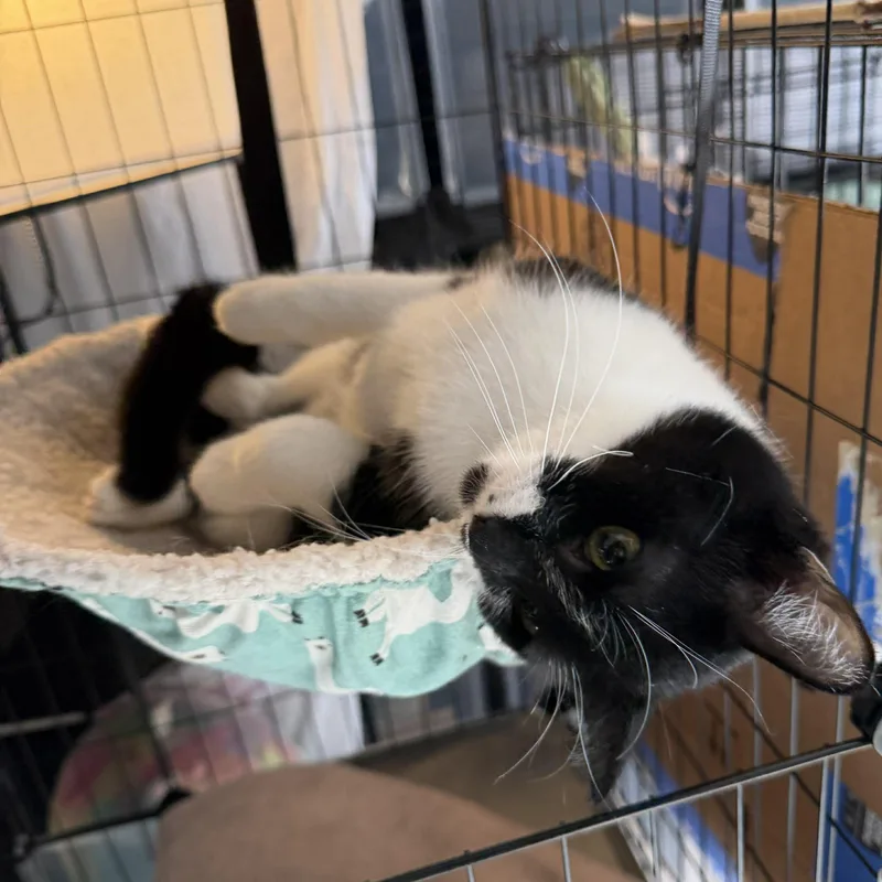 Ricearoni thumbnail 5