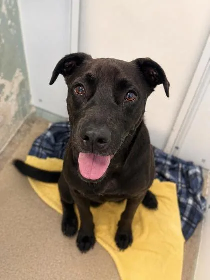A young medium-sized male Retriever dog named Opie for adoption in Palm Coast, FL